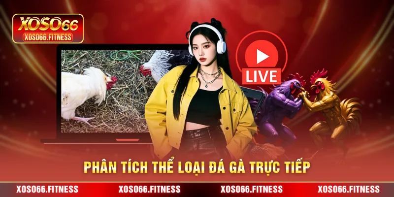 Phân tích thể loại đá gà trực tiếp